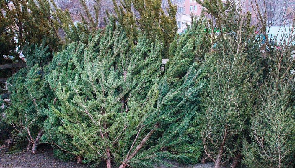 В Зюзино купить елку можно будет до 31 декабря по трем адресам
