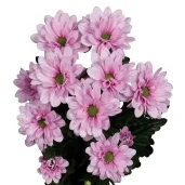 магазин цветов shorban flowers изображение 5 на проекте zuzino24.ru